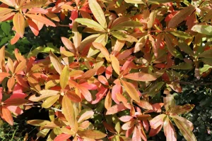 Azalea Leaves Turning Yellow