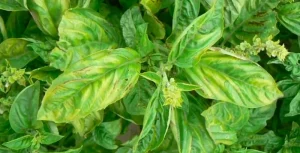 basil leaves turning yellow
