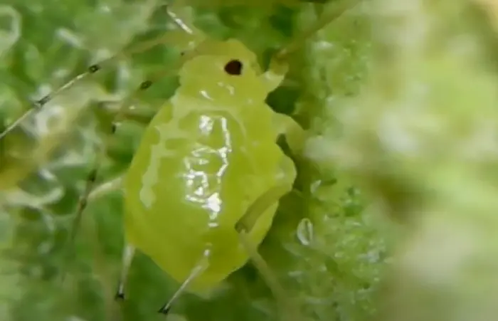 Potato Aphid