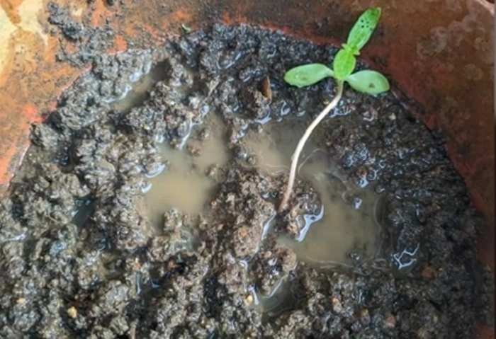 Root Rot in basil plant