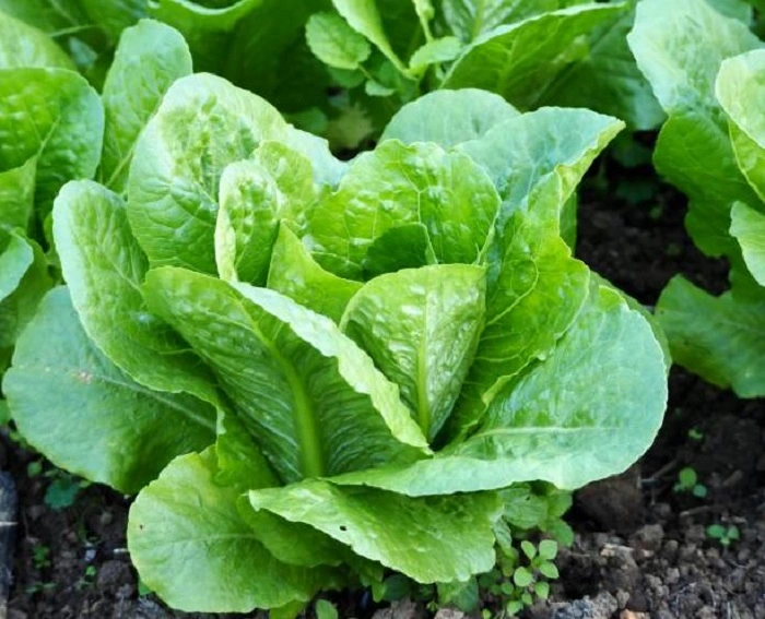 About Lettuce Plants