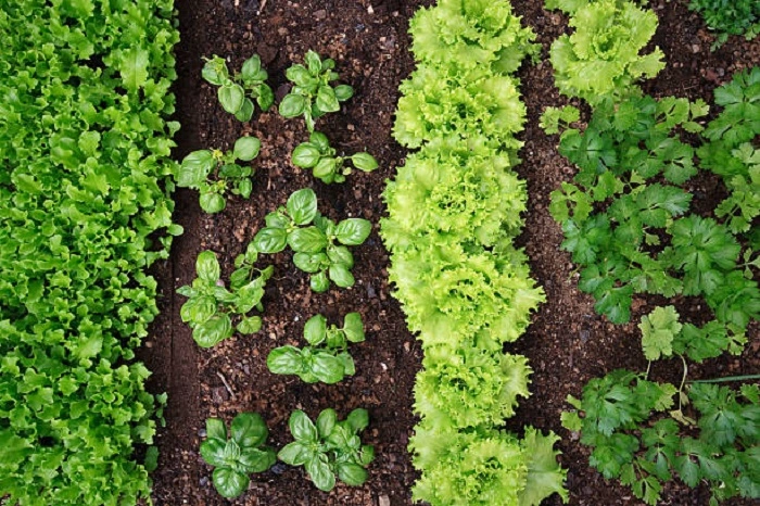 Benefits of Companion Plants for Lettuce