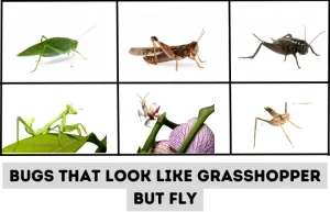 bugs that look like grasshoppers but fly