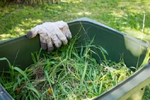 Dethatching St Augustine Grass