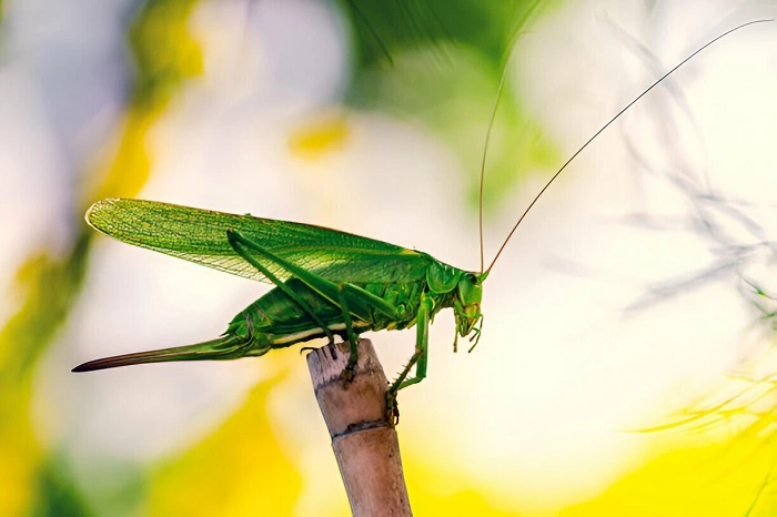 bush cricket