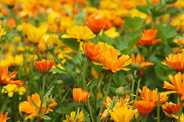 calendula