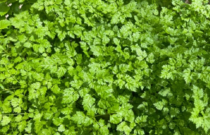 chervil