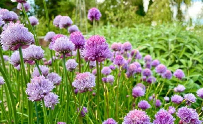 chives