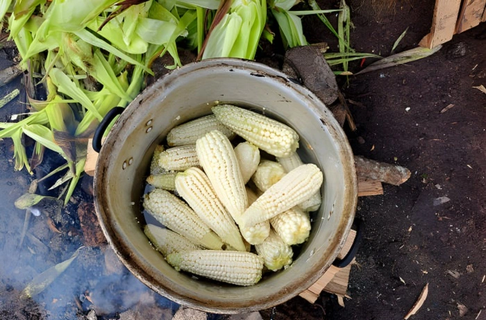 cooked corn cobs