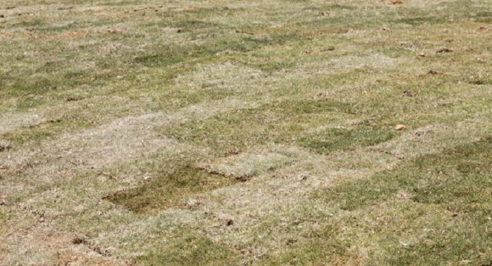 effects of shade on bermuda lawn grass