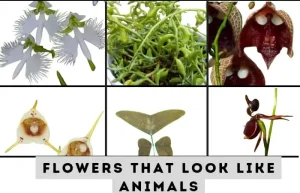 images of flowers that look like animals