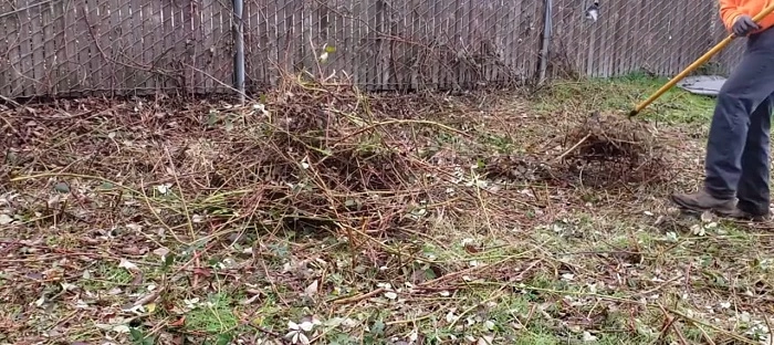  Remove The Debris Or Dry Leaves
