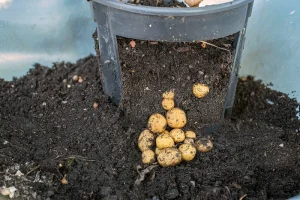 Can You Compost Potatoes