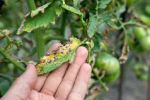 tomatoes with septoria leaf spot