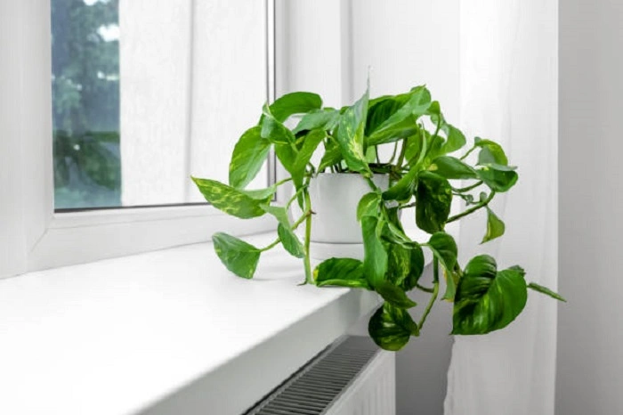 image of pothos plant in a warm and humid environment