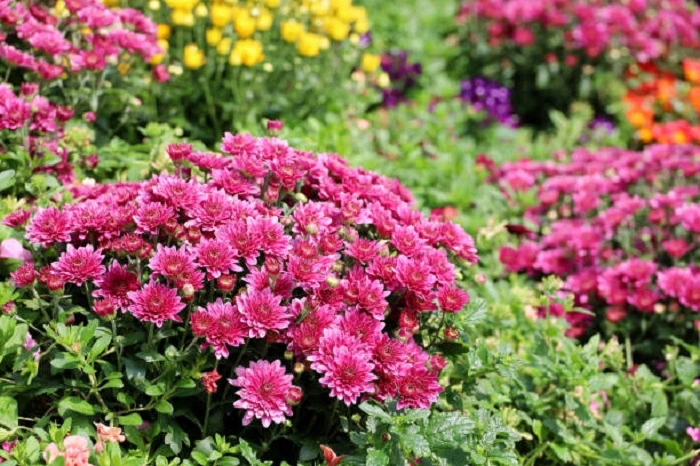 image of blooming chrysanthemum flowers 