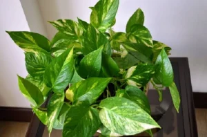 images of pothos plants