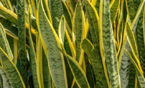 image of snake plant