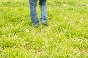 image of taking a walk on lawn grass