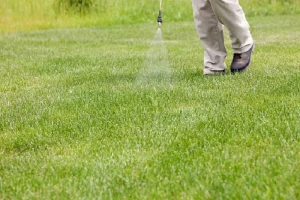 image of spraying weed killer on newly grown grass