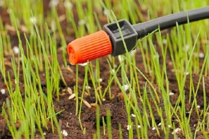 image of water drip irrigation in grass seedlings