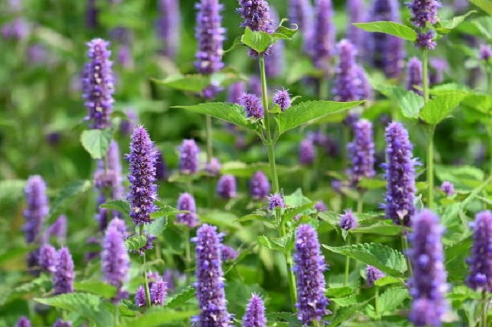 image of hyssop flowers that look like lavneder