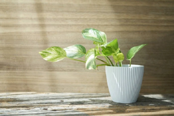 image of pothos plant in sunlight