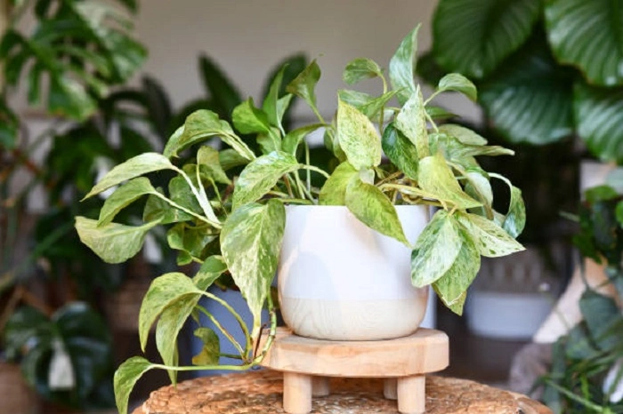 image of mature pothos plant