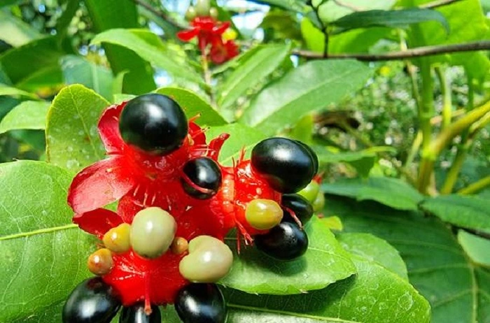 image of micky mouse flowering plant
