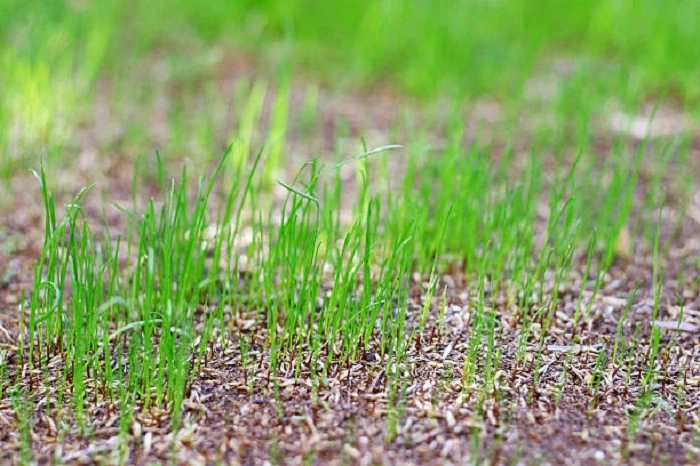 image of visible signs of growth of lawn grass