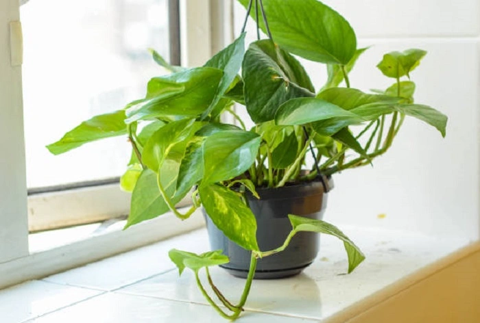 image of pothos plant near a window
