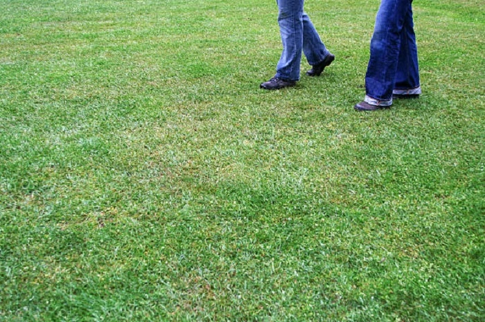 image of walking on newly grown lawn grass