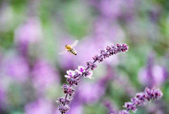image of basil flower