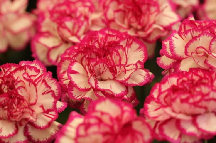 image of carnation flowers that look like peonies