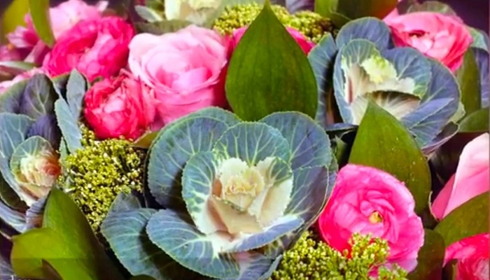 image of condor flowers that look like cabbage
