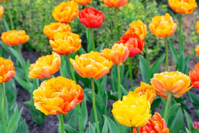 image of double tulip flowers that look like peonies