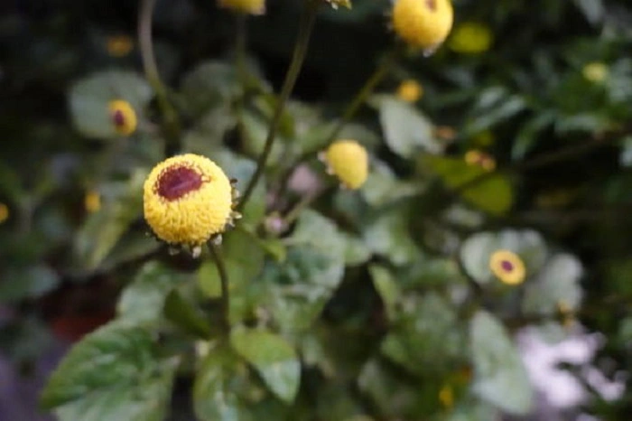 image of eyeball flowers that look like eyes
