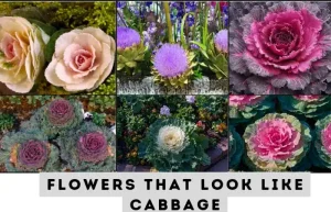 image of 6 flowers that look like cabbage