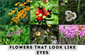 image of 6 flowers that look like eyes