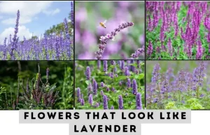 image of 6 flowers that look like lavender