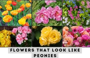image of 6 flowers that look like peonies