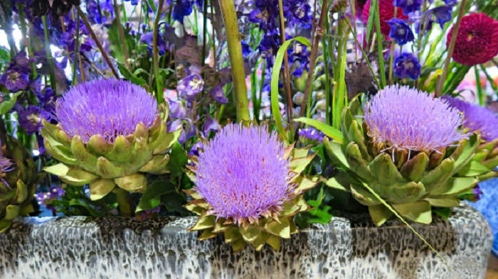 image of gobe artichoke flowers that look like cabbage