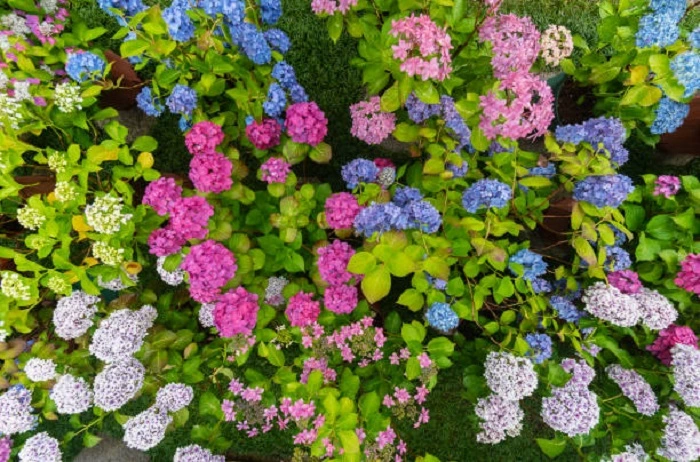 image of hortensia flowers