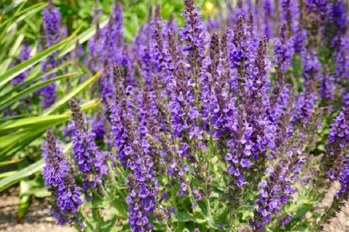 image of meadow sage flowering plants