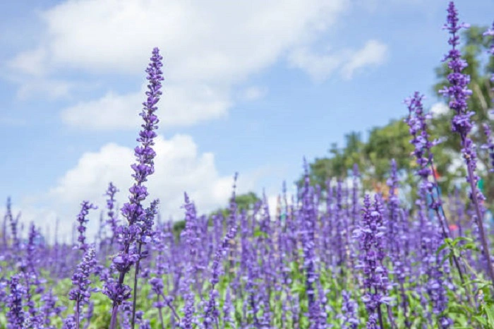 image of mealycup sage flowers