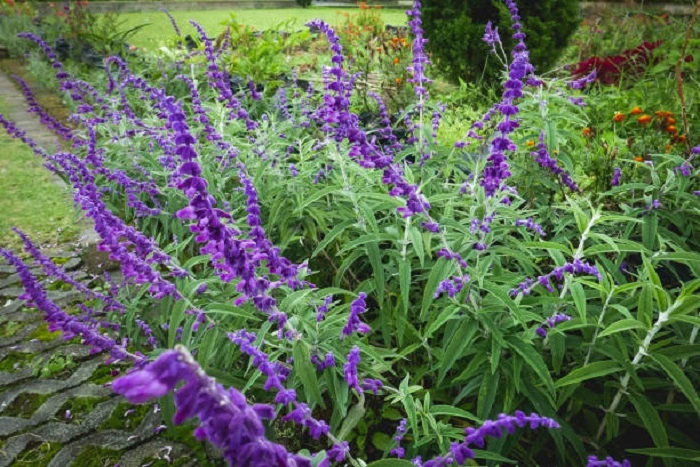 image of mexican bush sage flowers that look like lavender