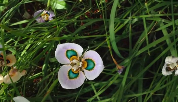image of moraea villosa flower
