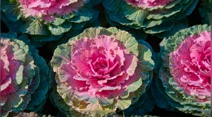 image of pigeon red flower