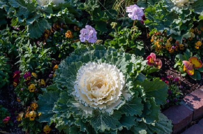 image of pigeon white flower