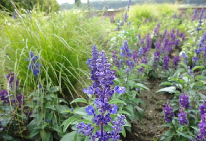 image of pitcher sage flowers